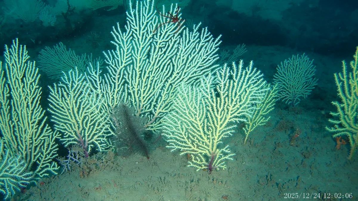 Coral reef presumed dead for 60 years found alive off Benin coast