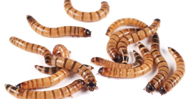 Superworms' help scientists with a vexing task: Cleaning animal specimens