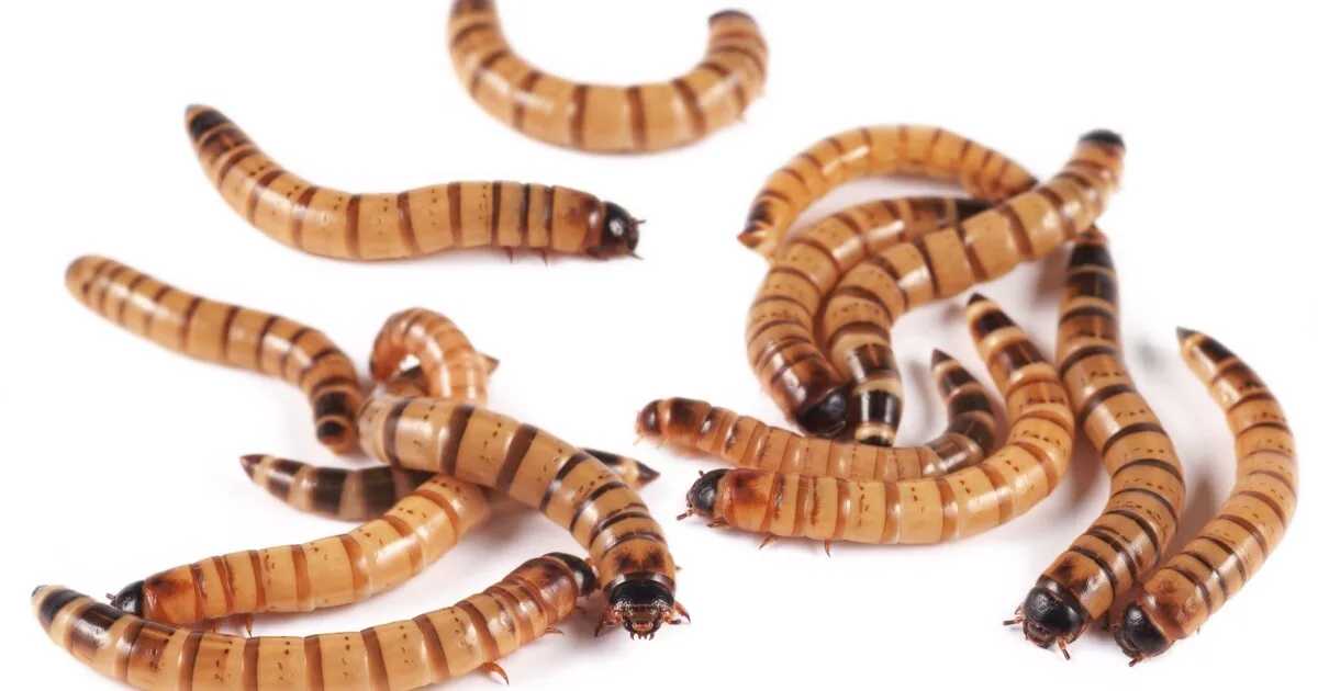 Superworms' help scientists with a vexing task: Cleaning animal specimens