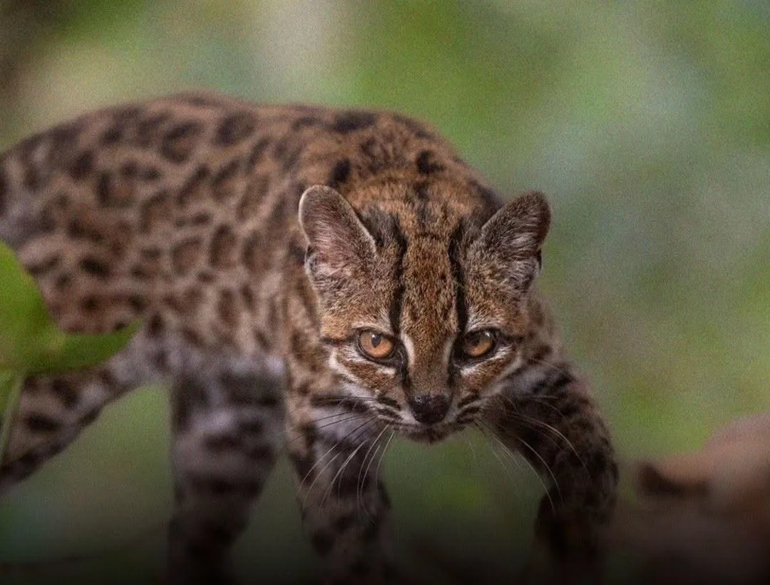 Bolivian wild cat identified as new species in first for over a century
