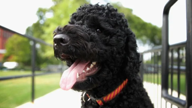 Obama family dog Sunny dies at 13