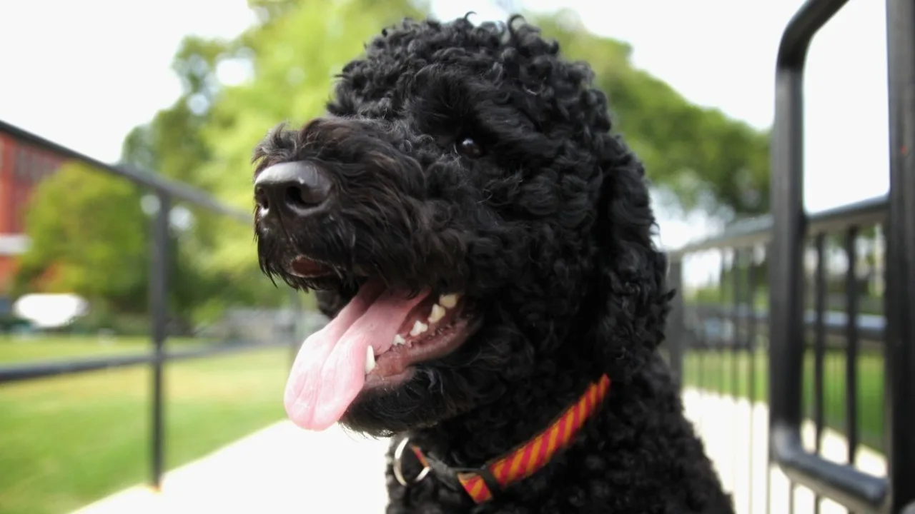 Obama family dog Sunny dies at 13