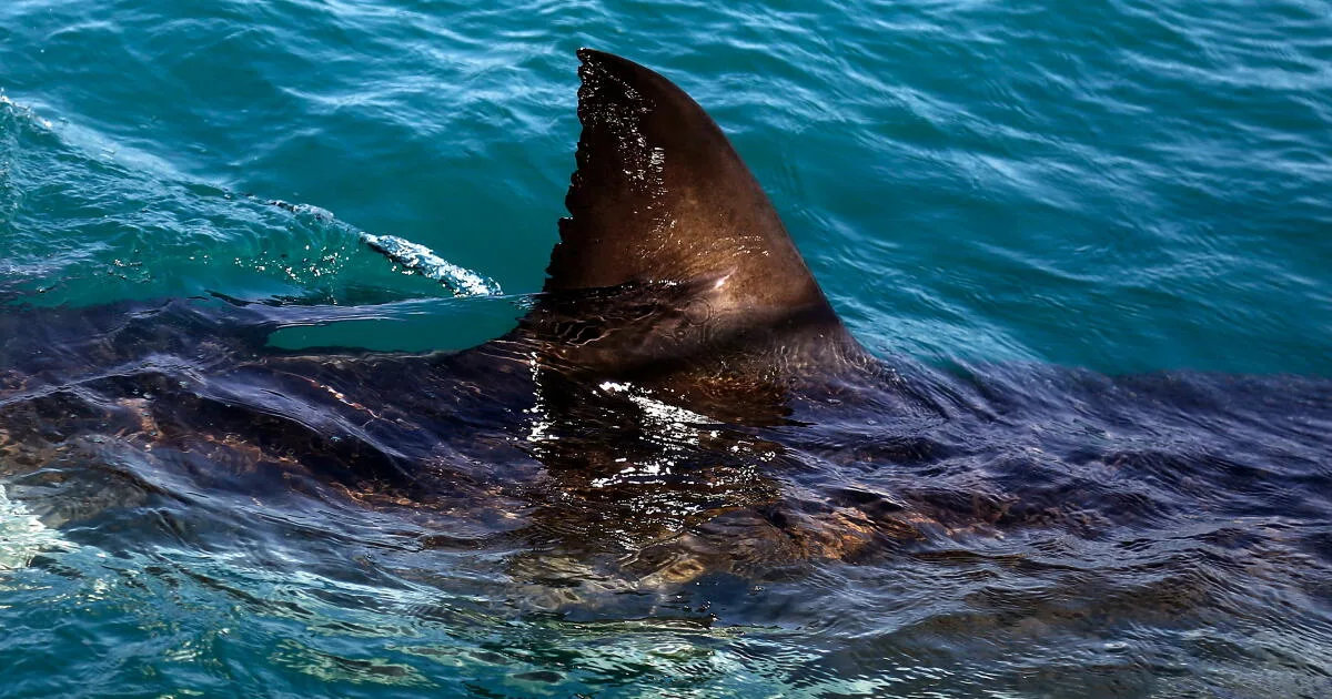 Shark kills woman swimming off South Africa’s Eastern Cape, beaches closed